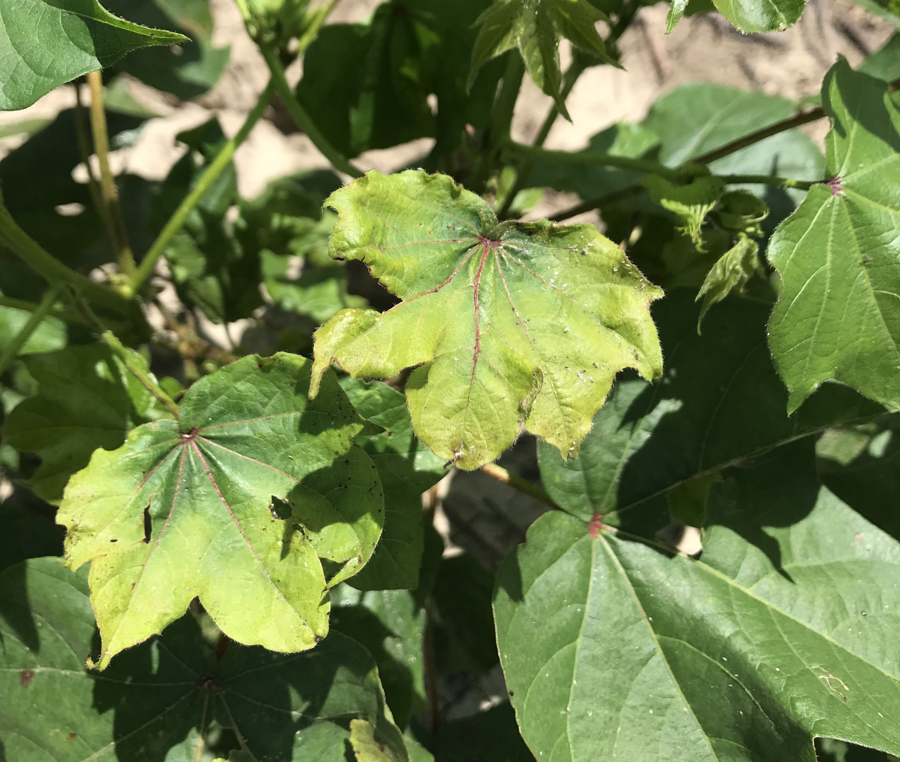 Emerging Disease Issues in Cotton